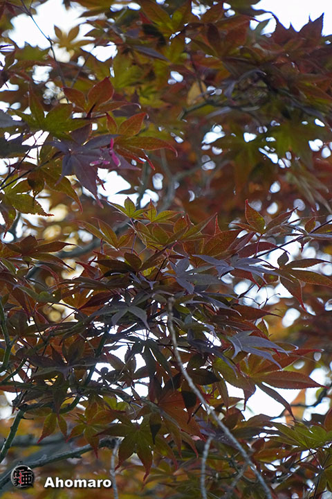 写真00