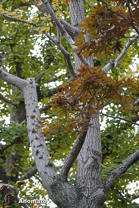 写真00