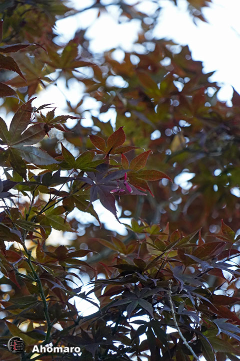 写真00