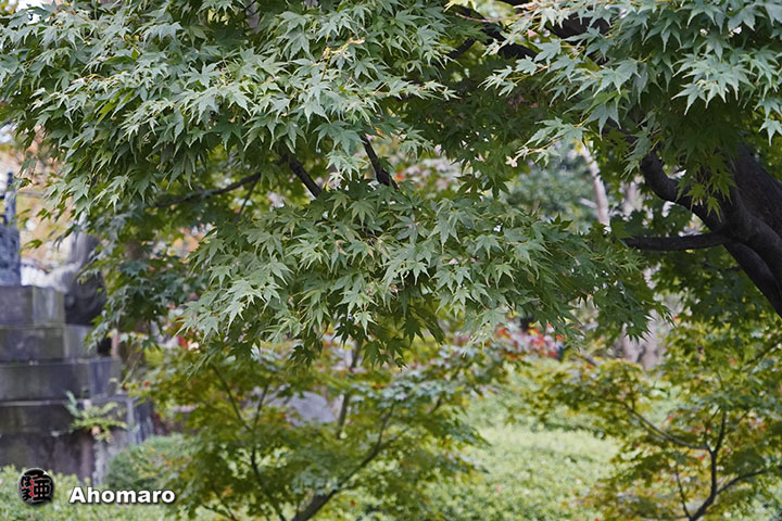 写真00