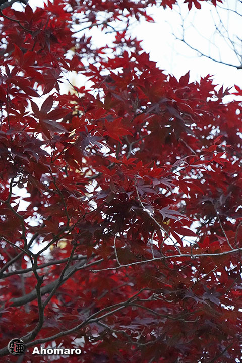 写真00