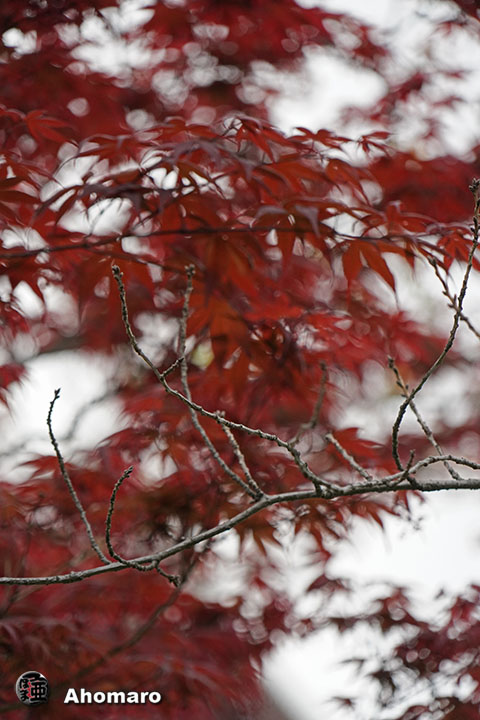 写真00