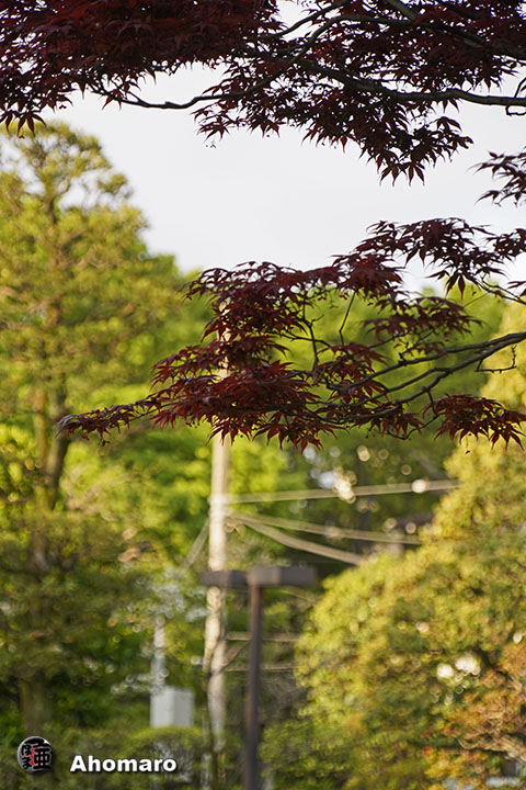 写真00