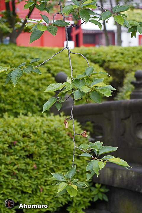 写真00