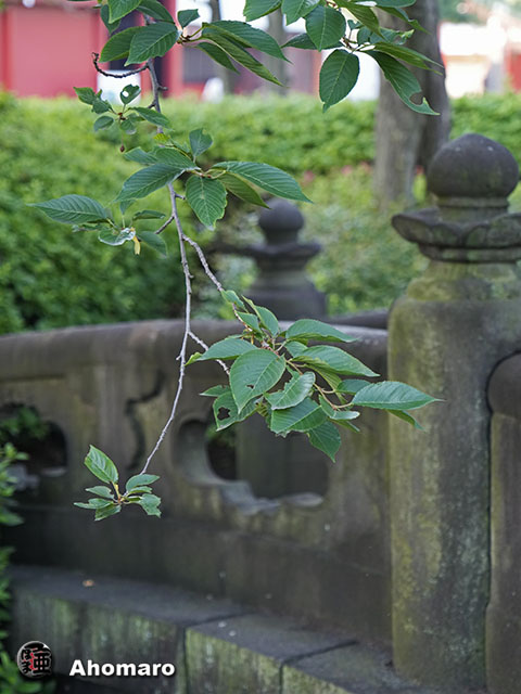 写真00