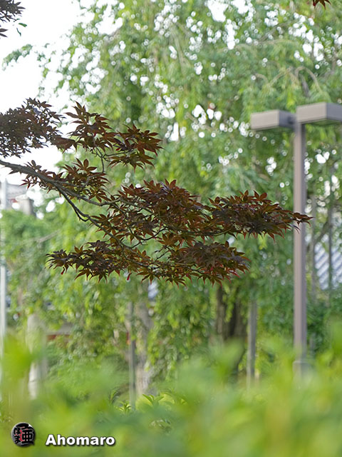 写真00
