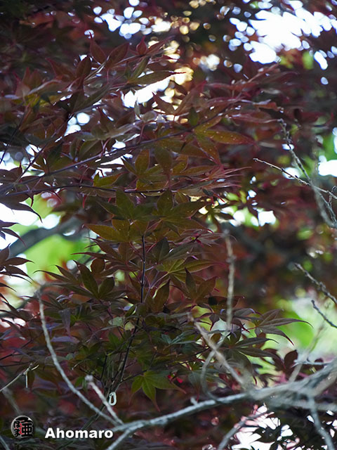 写真00
