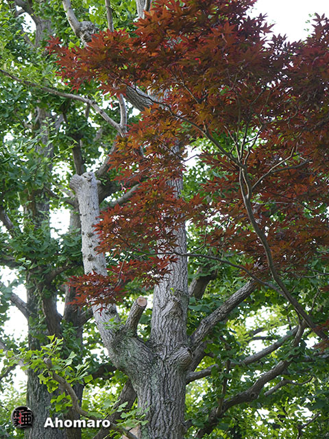 写真00
