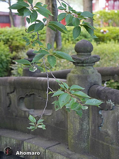 写真00