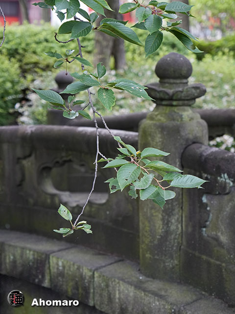 写真00