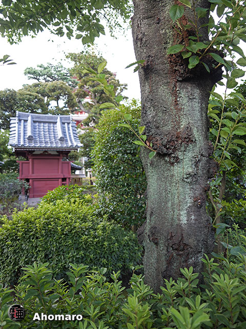 写真00