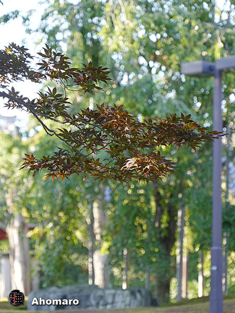 写真00