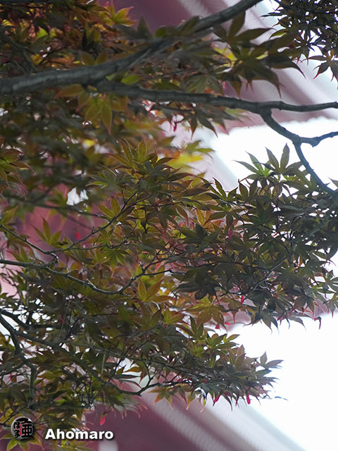 写真00