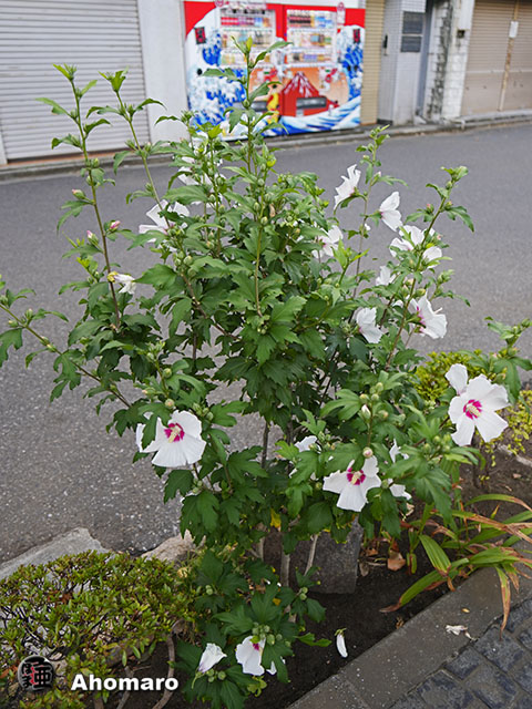 写真00