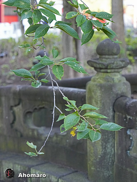 写真00