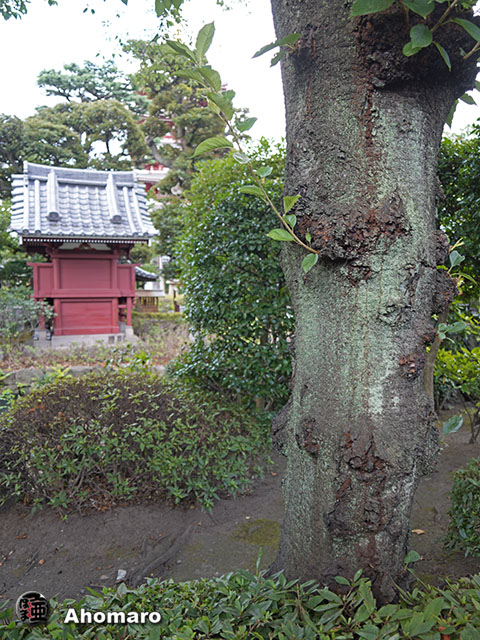 写真00