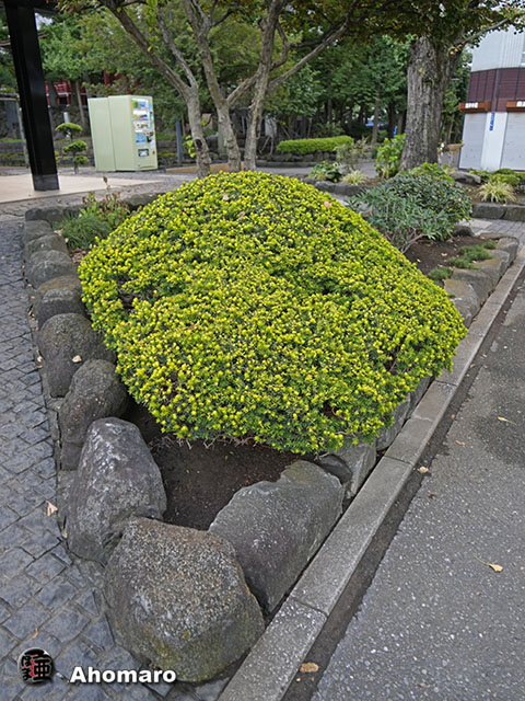 写真00