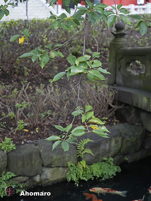 写真00