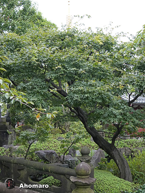 写真00