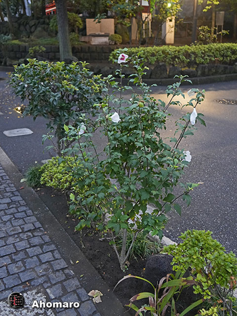 写真00