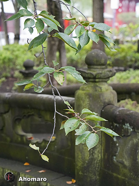 写真00