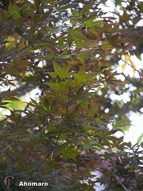 写真00