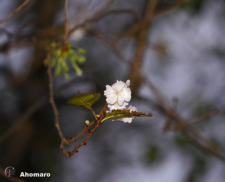 写真00