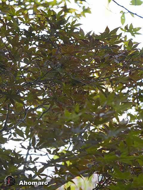 写真00