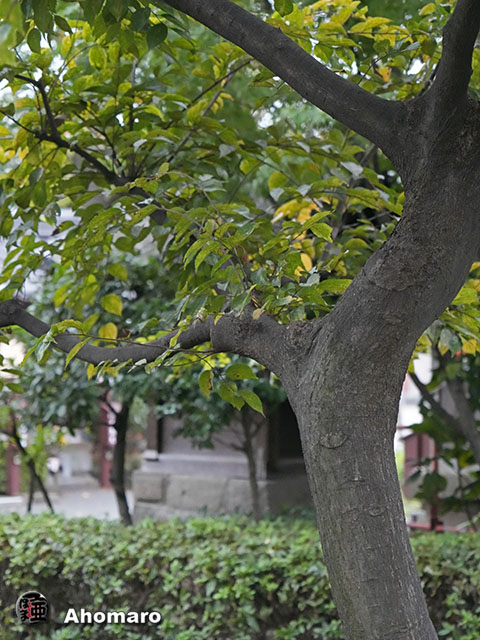 写真00
