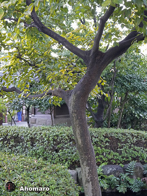 写真00
