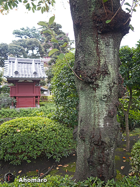写真00