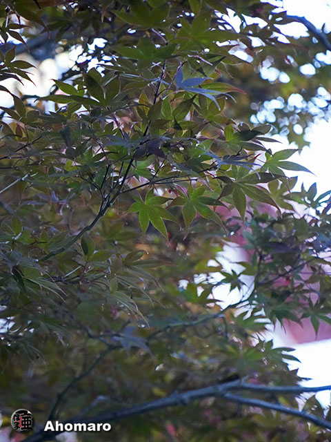 写真00