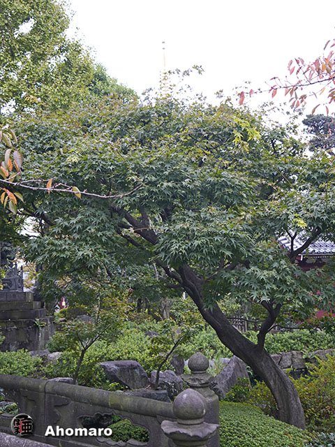 写真00