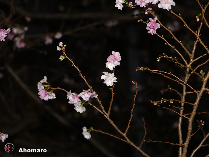 写真00