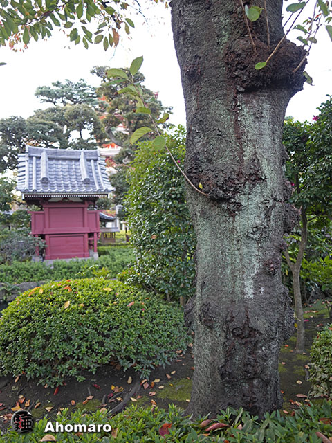 写真00