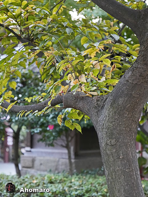 写真00