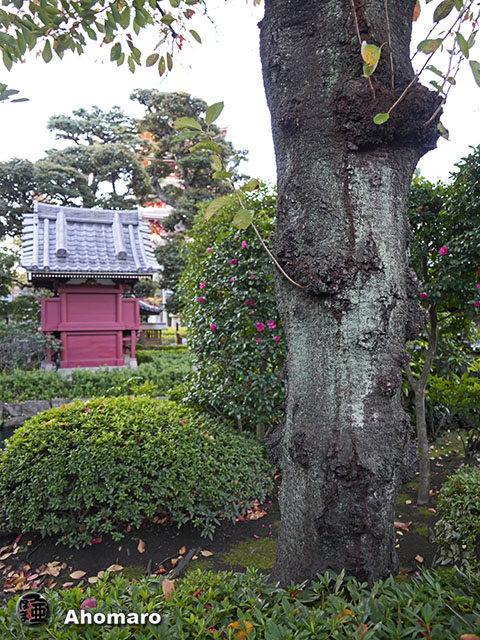 写真00