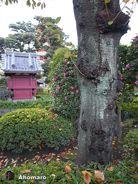 写真00