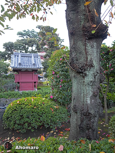 写真00