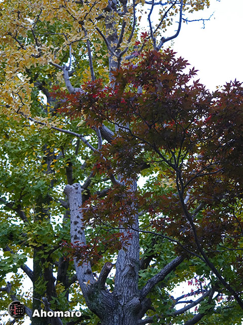 写真00