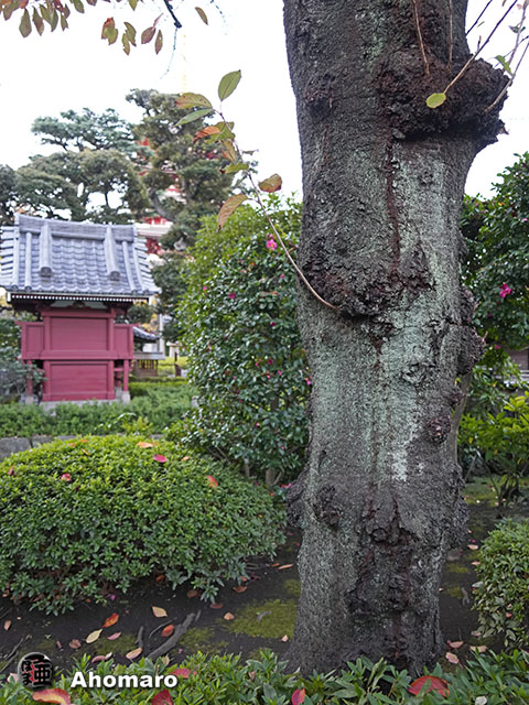 写真00