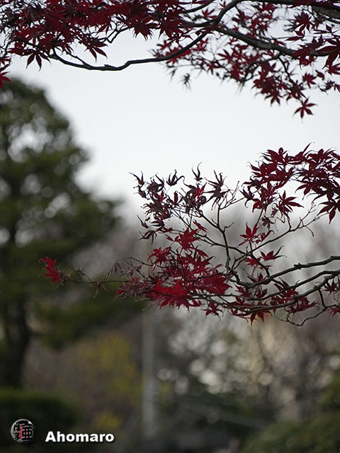 写真00