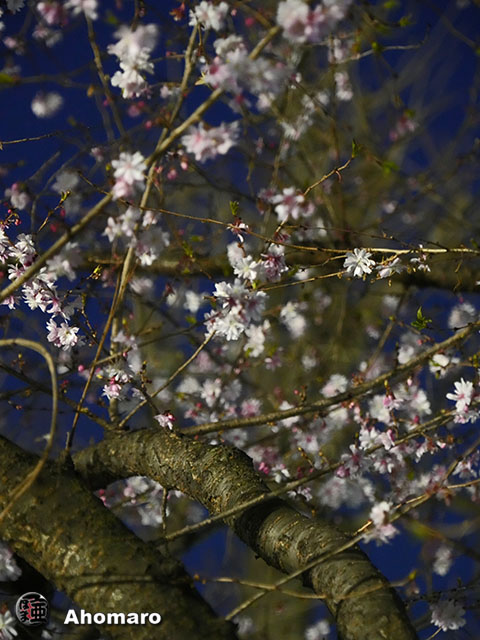 写真00