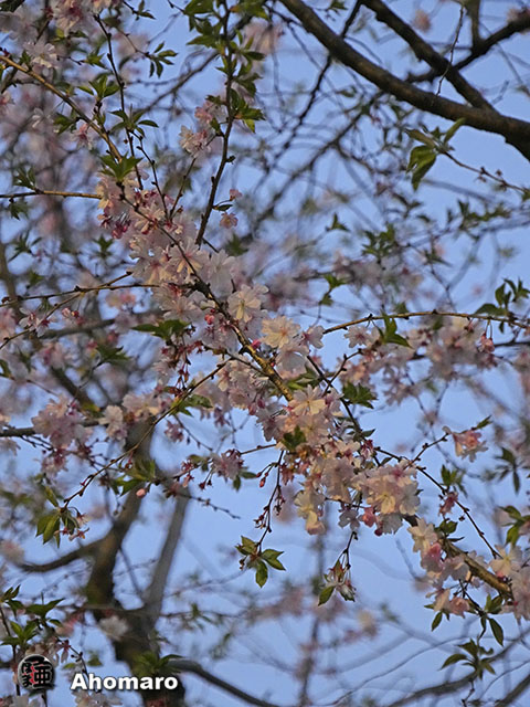 写真00