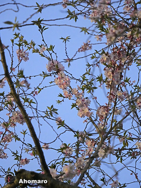 写真00