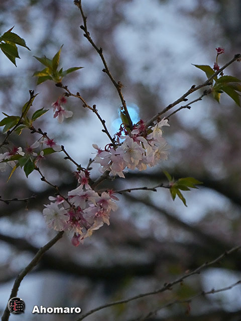 写真00