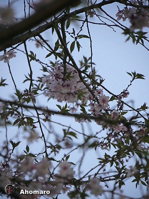 写真00