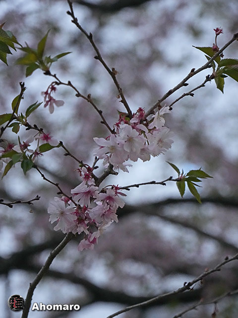 写真00