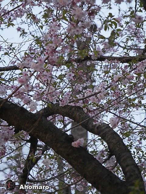 写真00