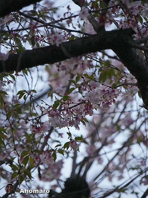 写真00